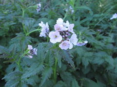 Cardamine macrophylla