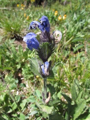Dracocephalum grandiflorum