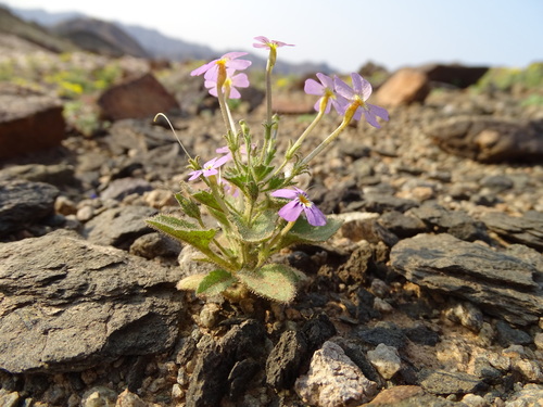 Image of Jamesbrittenia glutinosa by (c) Shaun Swanepoel, some rights reserved (CC BY)
