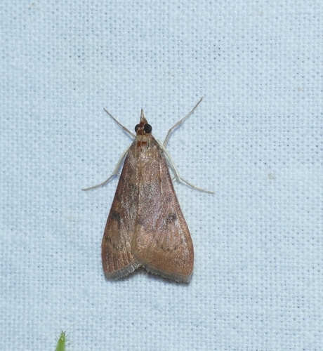 Uresiphita gilvata