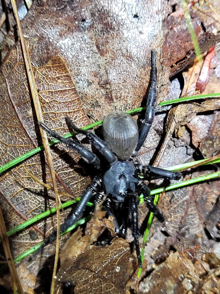 Ravine Trapdoor Spider from LaFayette, GA 30728, USA on September 16 ...