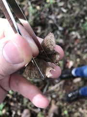 Yphthimoides patricia