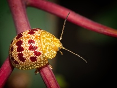 Paropsis obsoleta