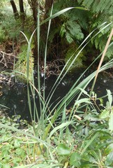 Gladiolus × hortulanus