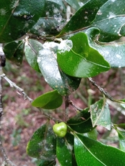Suregada