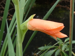 Gladiolus × hortulanus