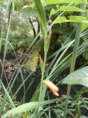 Gladiolus × hortulanus