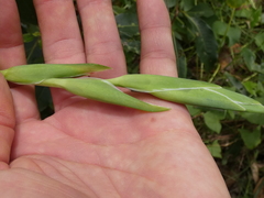 Gladiolus × hortulanus