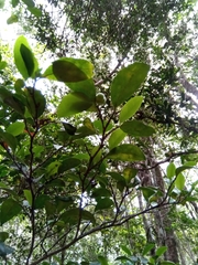 Suregada