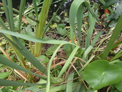 Gladiolus × hortulanus
