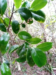 Suregada