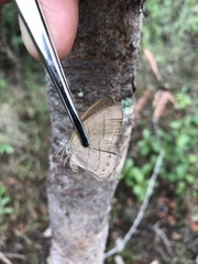 Nhambikuara cerradensis