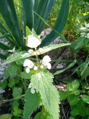 Lamium moschatum
