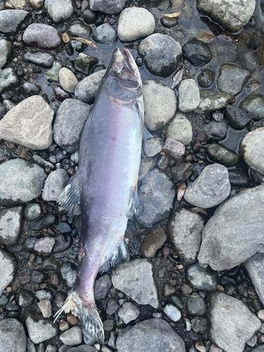 Pink Salmon (Oncorhynchus gorbuscha), a species recorded in Washington