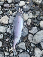 カラフトマス
