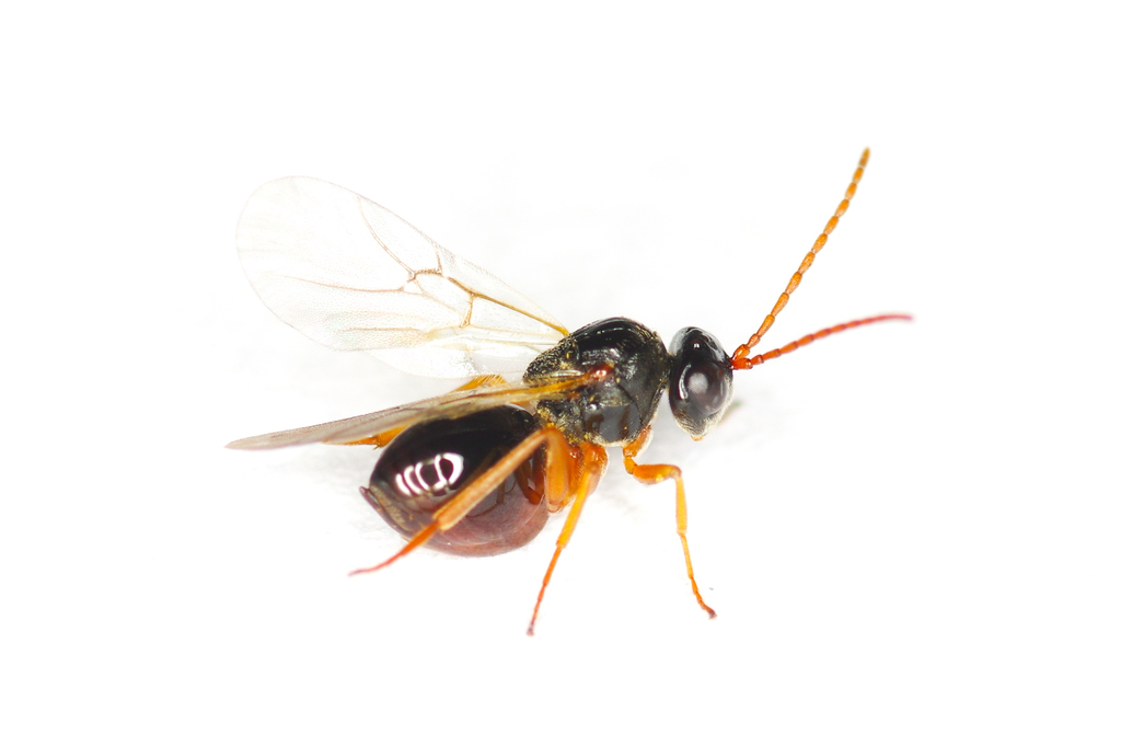 Synophromorpha