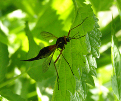 Tanyptera atrata