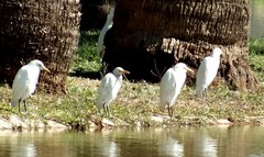 Bubulcus ibis