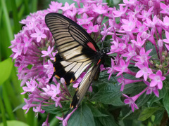 Papilio lowii