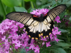 Papilio lowii