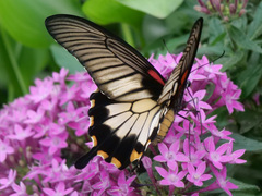 Papilio lowii