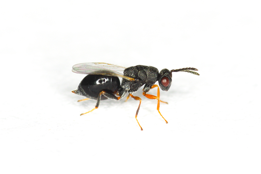 Eurytoma diastrophi