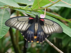Papilio lowii