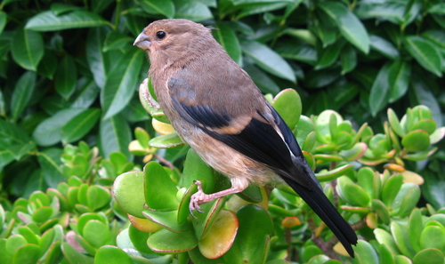 Juodagalvė sniegena nuotrauka
