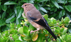 Eurasian Bullfinch photo 1