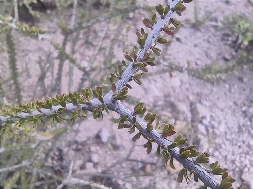 Image of Tetracoccus fasciculatus by (c) Mauricio Calderón, some rights reserved (CC BY)