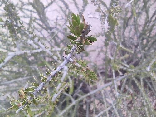Image of Tetracoccus fasciculatus by (c) Mauricio Calderón, some rights reserved (CC BY)
