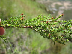 Erica caespitosa
