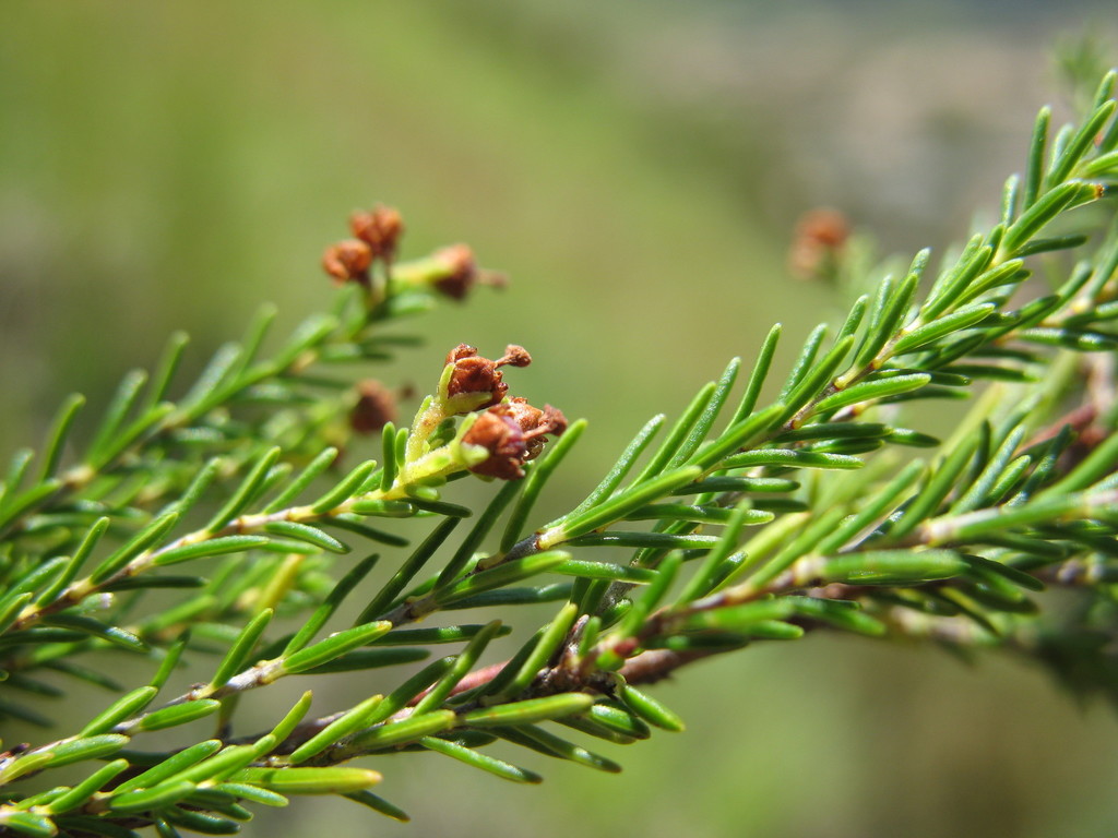 Erica caespitosa