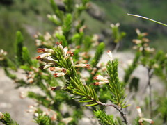Erica caffrorum