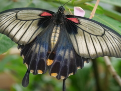 Papilio lowii
