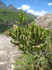 Erica caffrorum