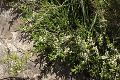 Erica caffrorum