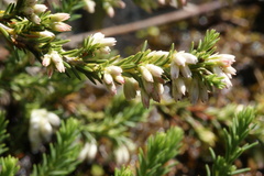 Erica caffrorum