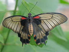 Papilio lowii