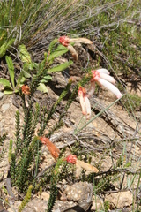 Honey-scented Heath (Erica cerinthoides)