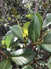 Palicourea rigida