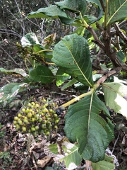 Palicourea rigida