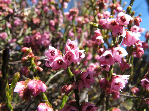 Erica argentea