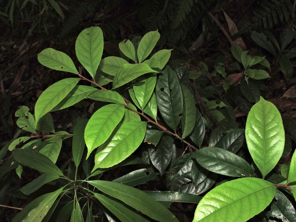 Symplocos theifolia (Symplocos theifolia)