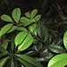 茶葉灰木 - Photo 由 Jacy Chen 所上傳的 (c) Jacy Chen，保留部份權利CC BY