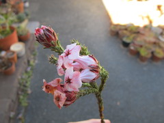 Erica ampullacea