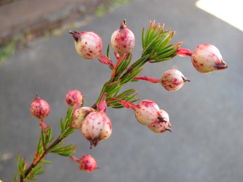 Image of Erica bodkinii by (c) Michael D. Pirie, some rights reserved (CC BY)