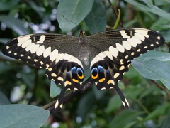 Papilio ophidicephalus