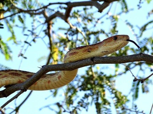 Cape Gopher Snake