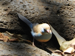 Uraeginthus bengalus